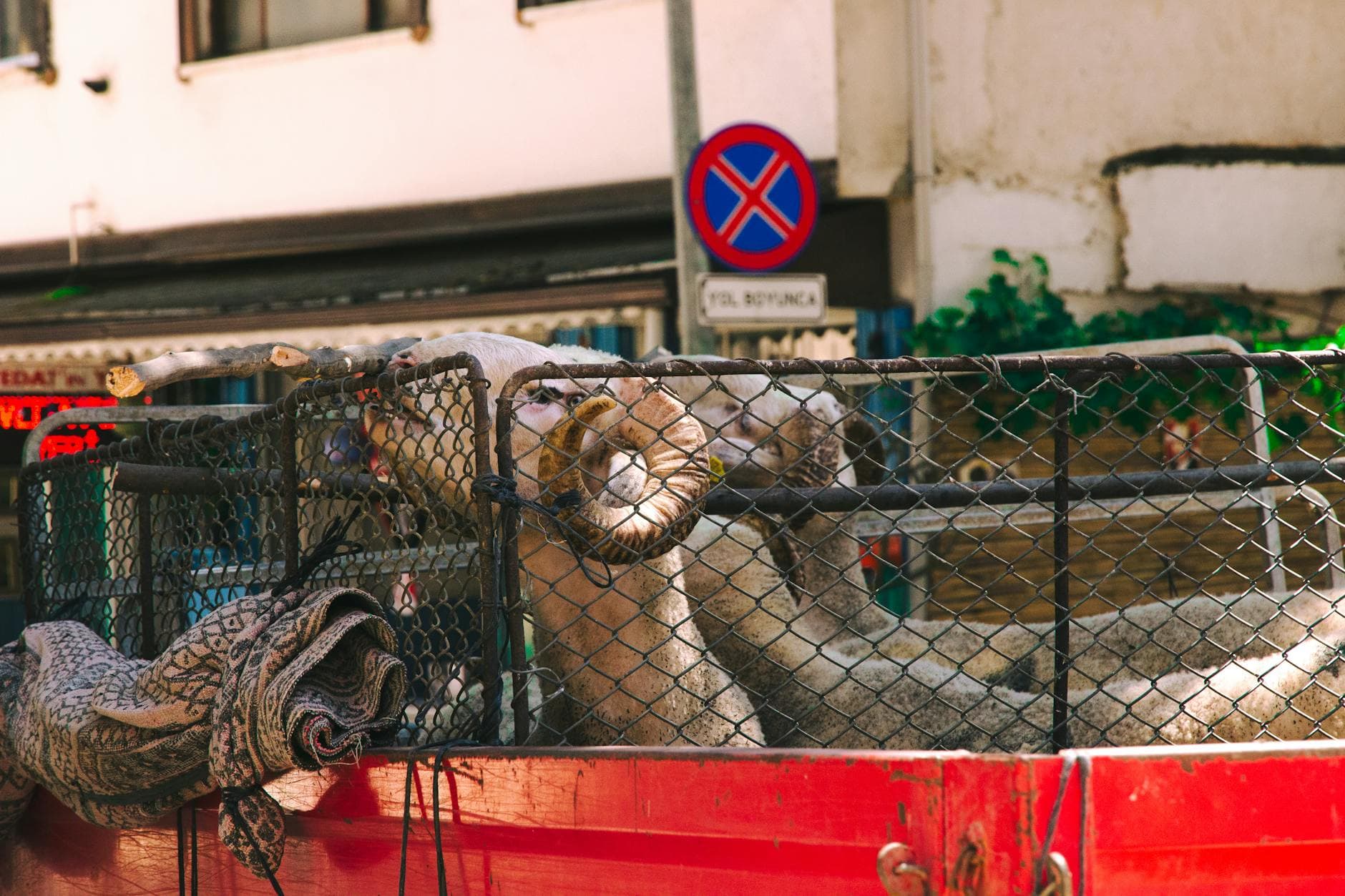 Sheep with curled horns transported in a red truck, city street in background.