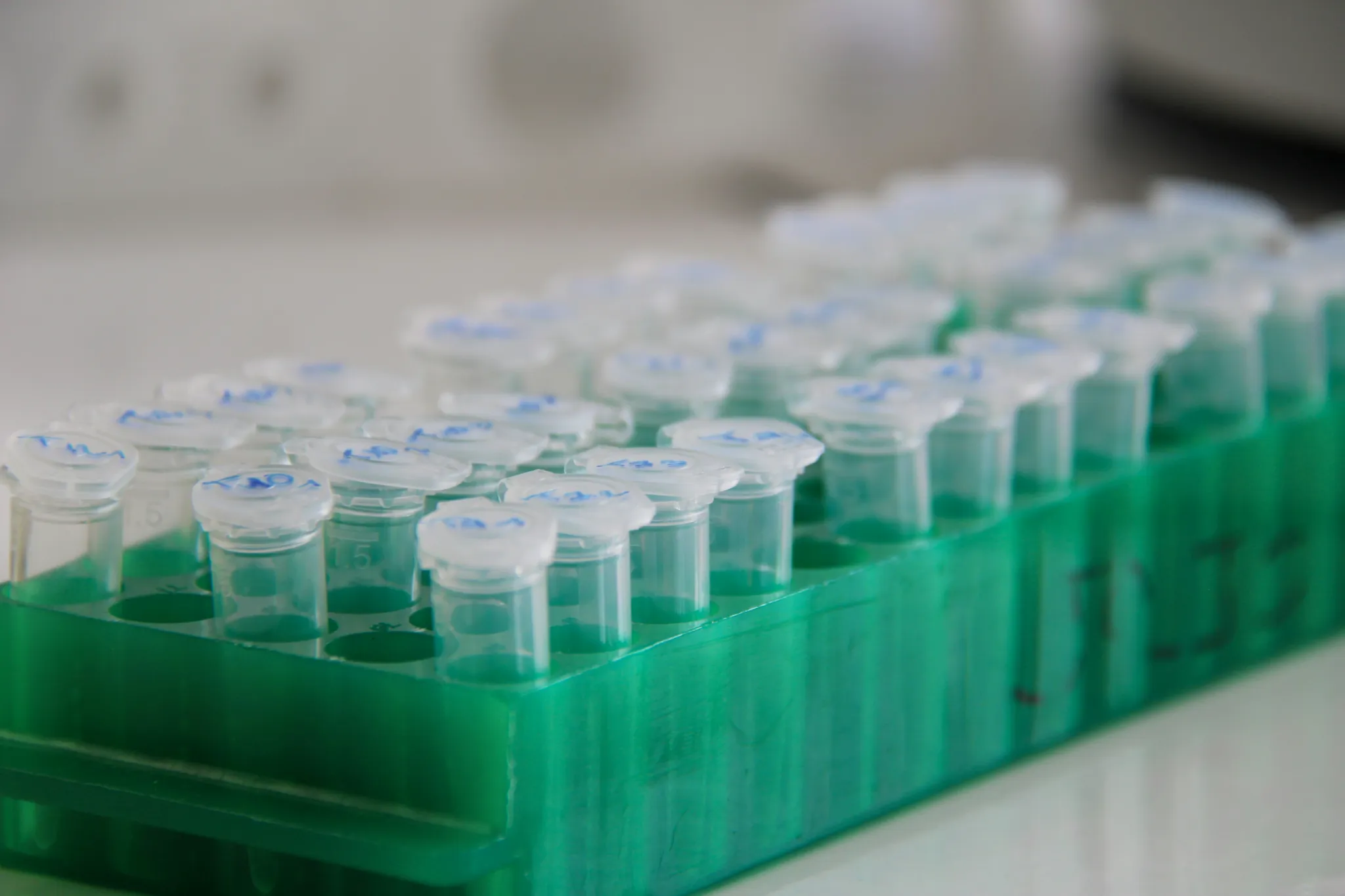 Rows of lab tubes sit in a tray.