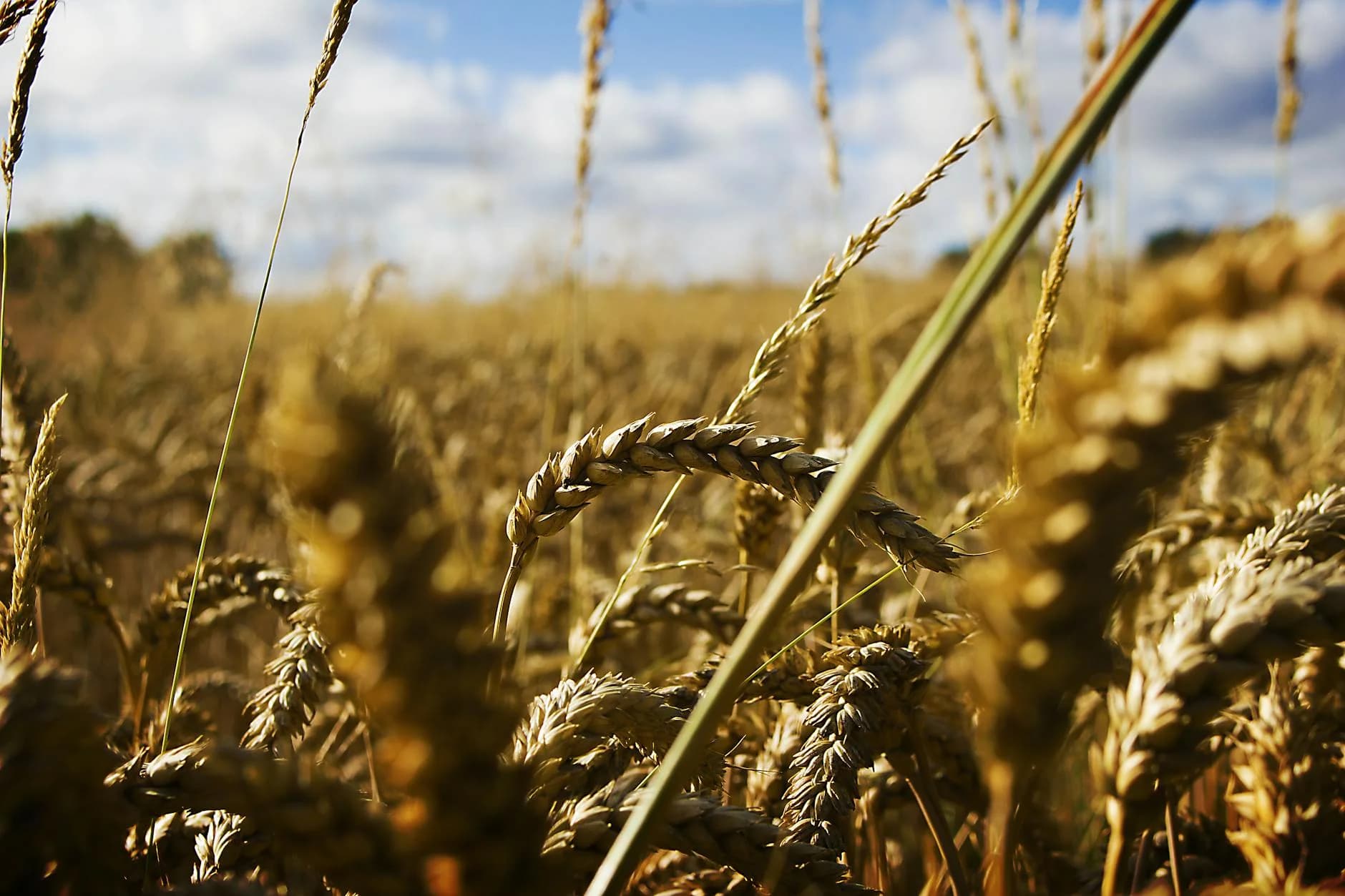 Detailed close-up view of golden wheat ears in a field, capturing summer's warmth and agricultural beauty.