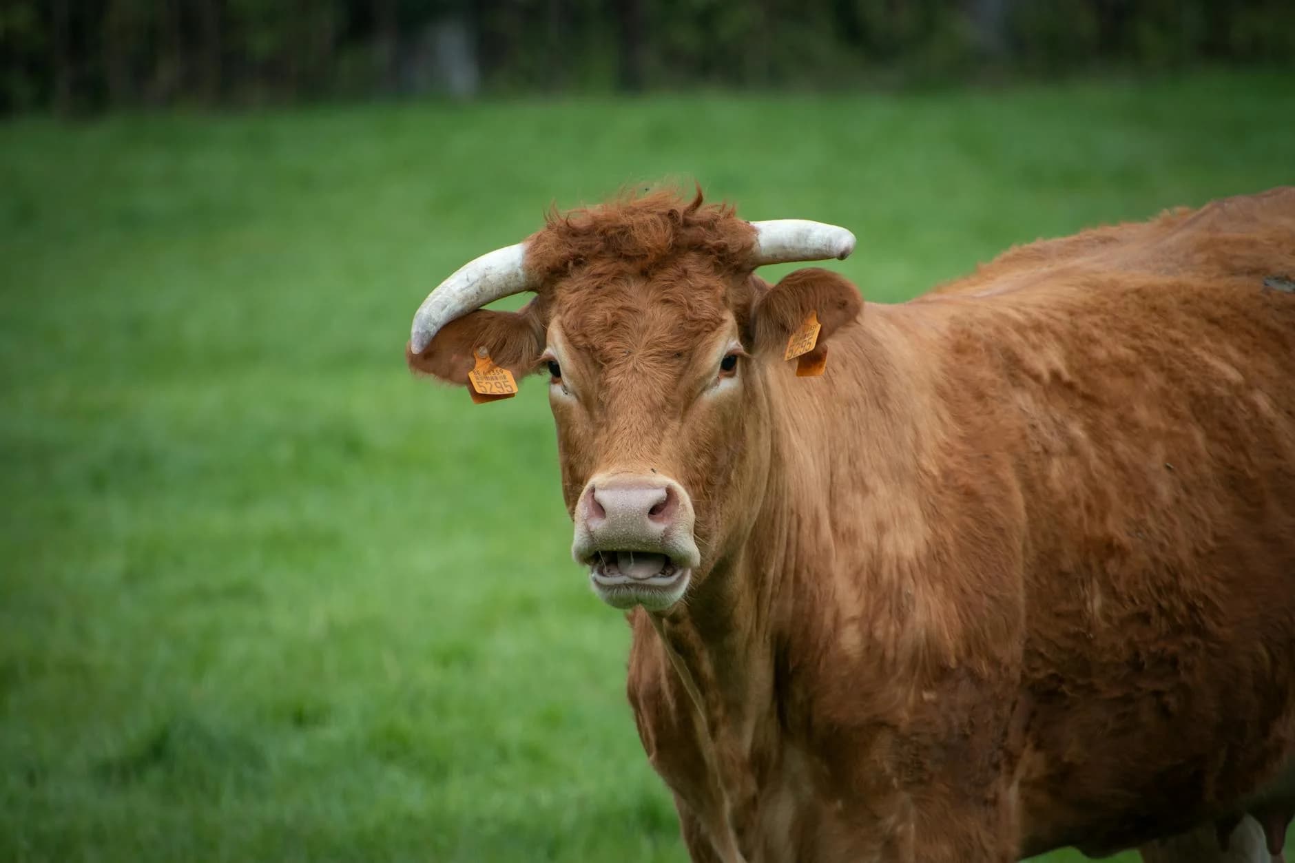 Brown cow with horns in a green pasture in Belgium, showcasing livestock in the countryside.