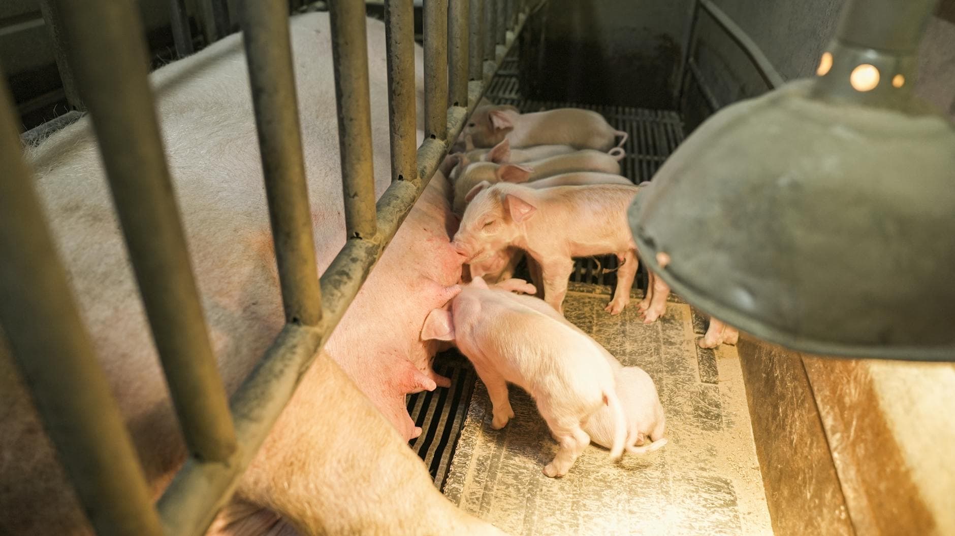 Piglets nursing from mother under heat lamp in a farm pen.