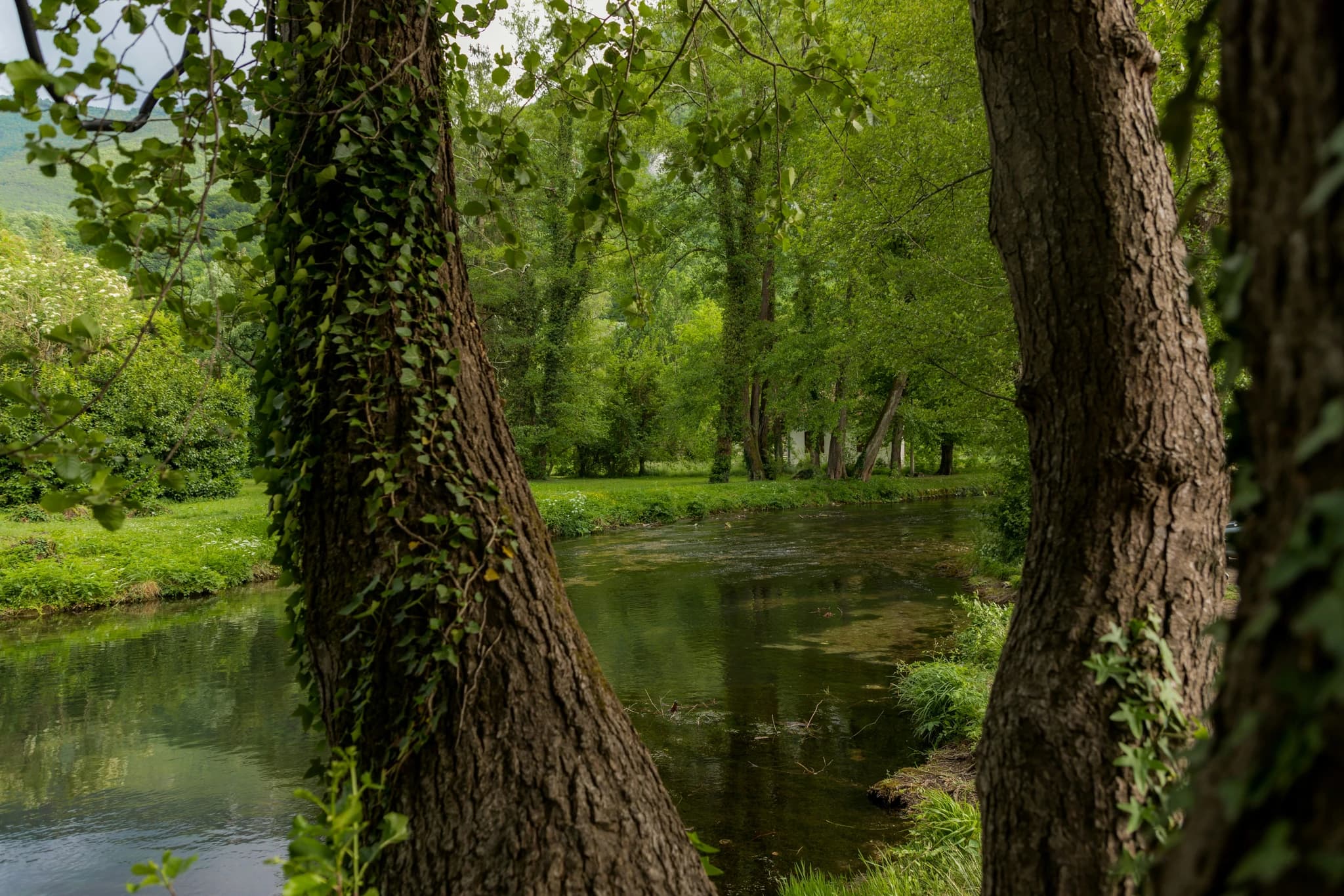 a river running through a lush green forest
