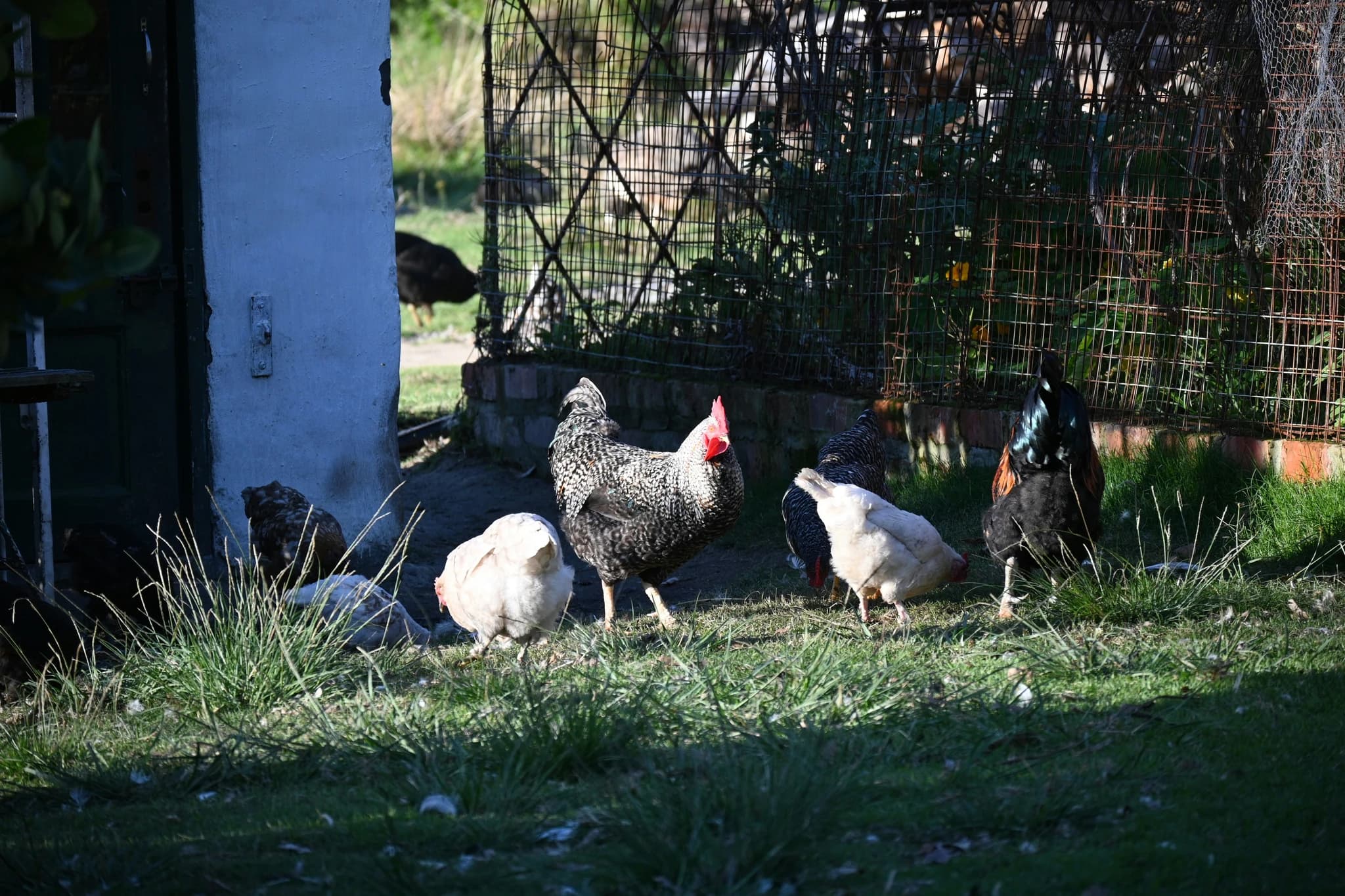 a group of chickens standing on top of a grass covered field