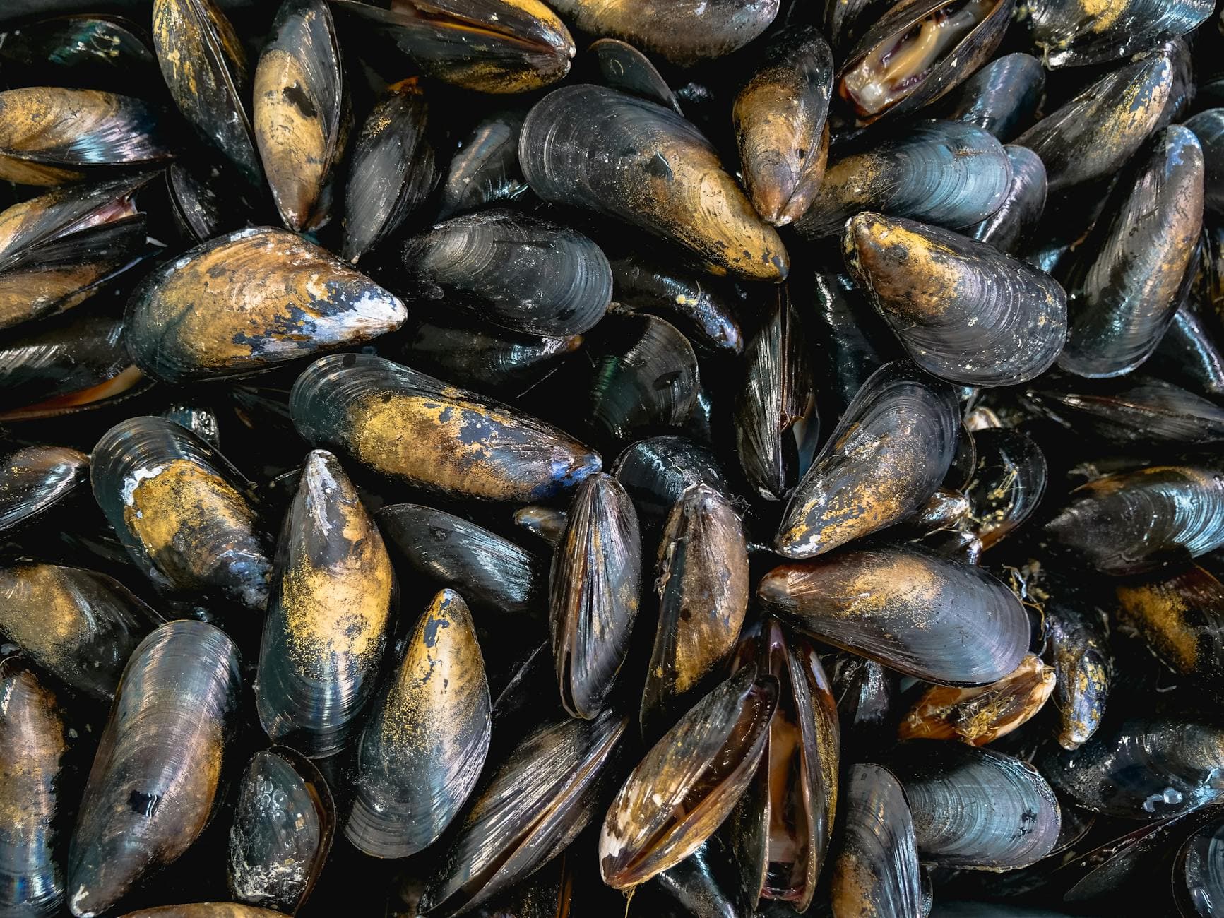 High-angle view of fresh mussels in shells, showcasing sea bounty and natural textures.
