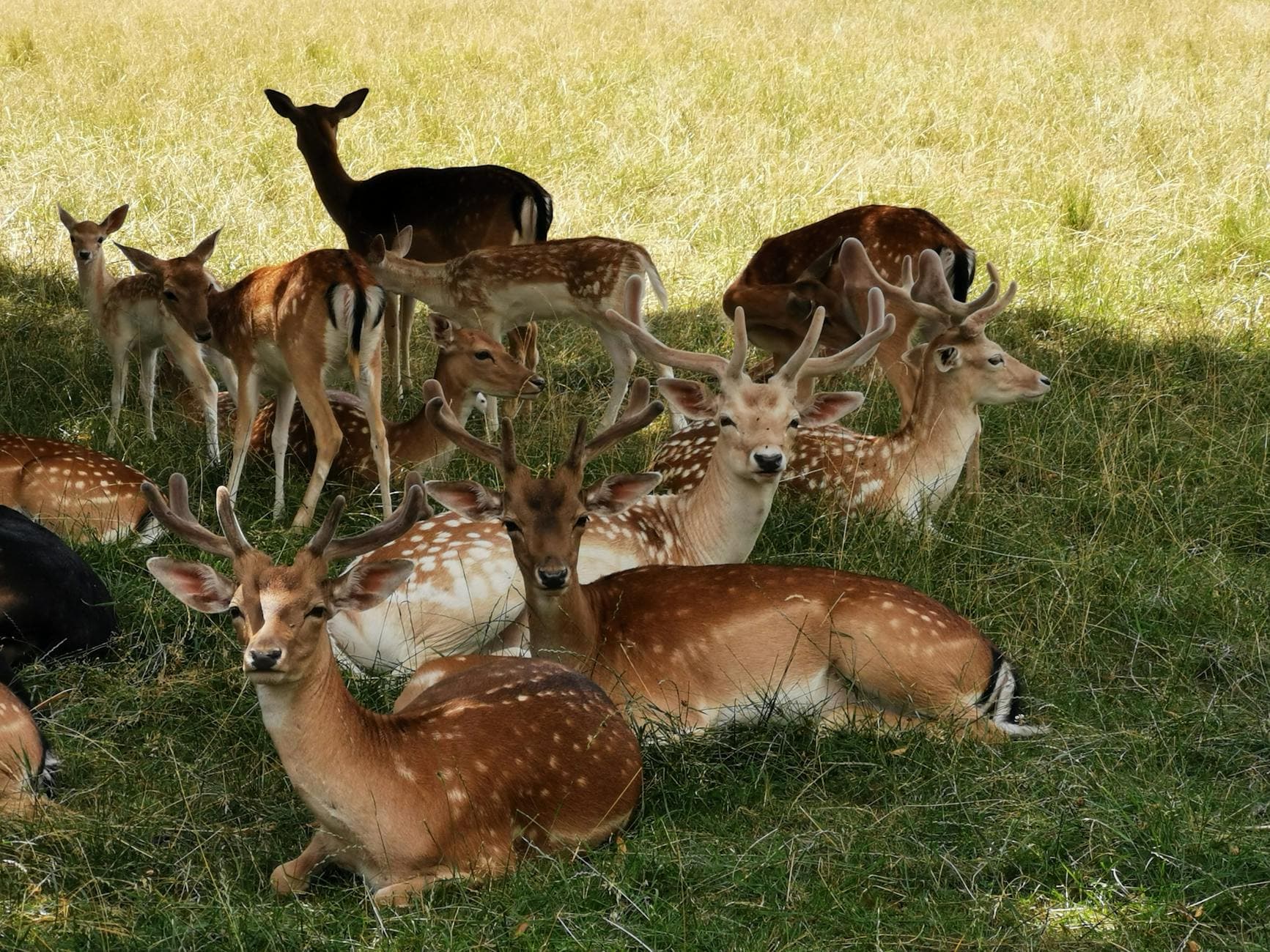 A serene scene of fallow deer relaxing amid a grassy field, capturing the tranquility of nature.