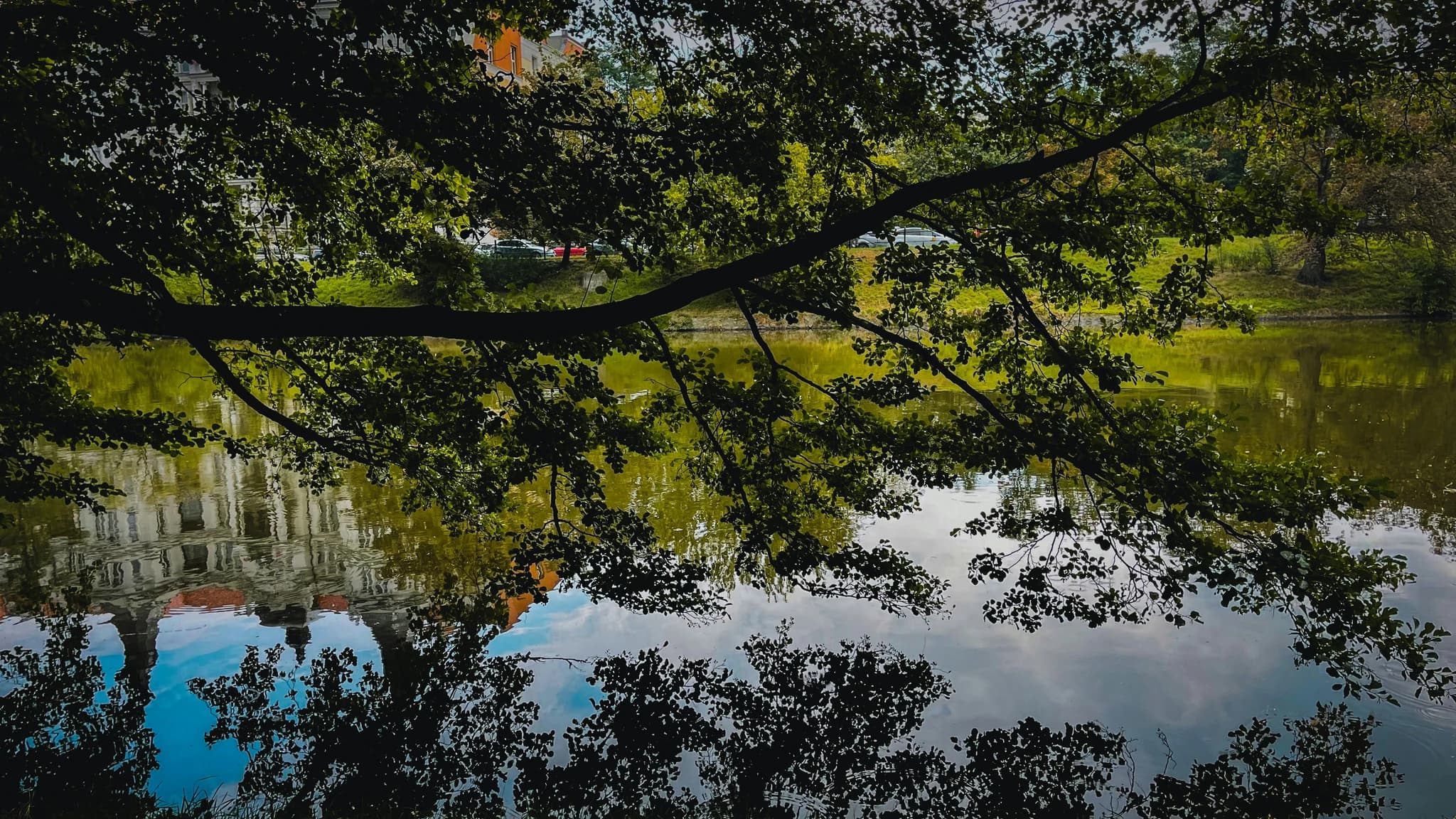 a tree over a body of water