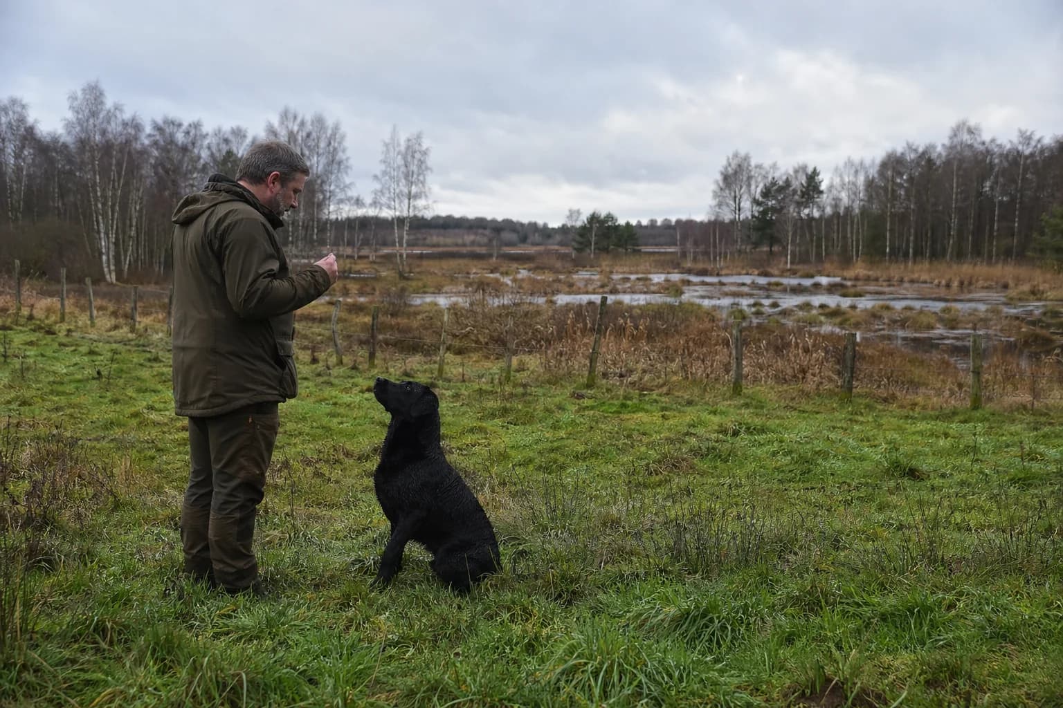 Hundetræning på grønt naturareal nær beskyttet eng