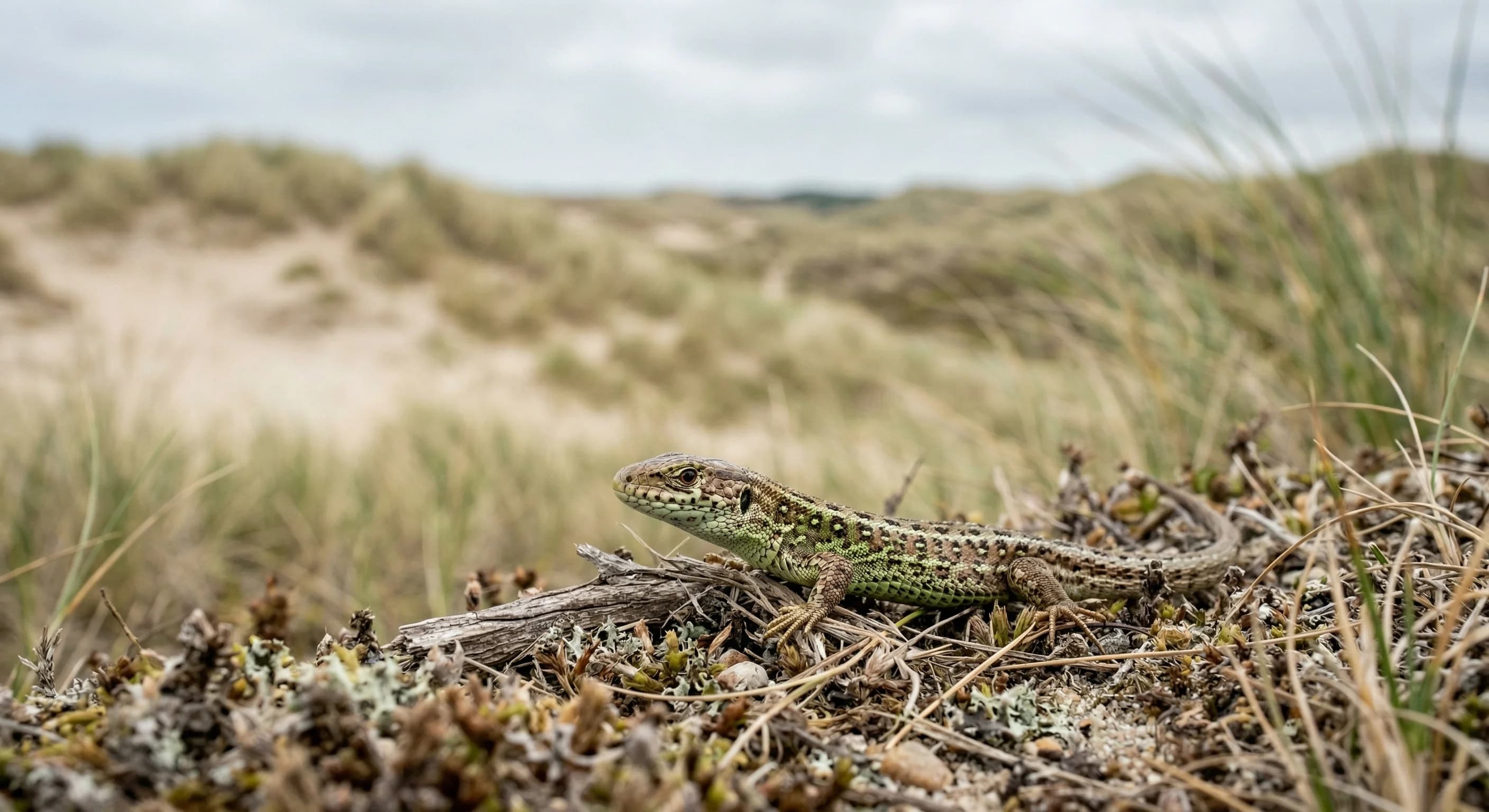 Markfirben og padder stopper stort anlagt museumsprojekt på Holmsland Klit